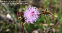 /album/flowers/flower-3-photograph-by-shantanu-kuveskar-jpg/